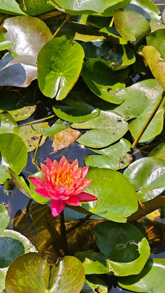 荟萃花影～中科院植物園浪漫的無盡夏繡球花展