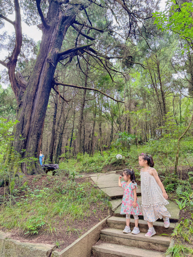 周末去哪兒帶娃重走翠雲廊千年古蜀道