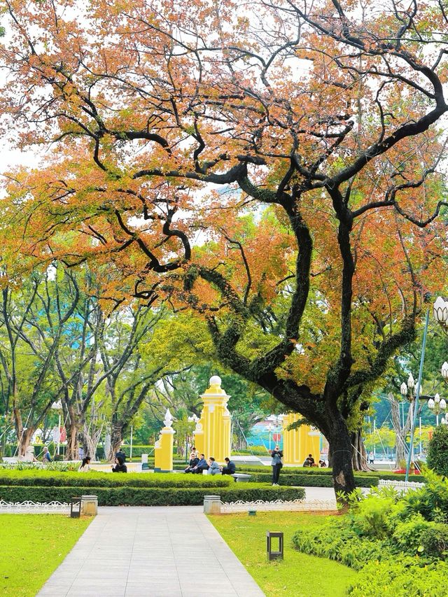 廣州人民公園的楓樹紅了，出門拾秋去