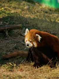 冬季反向目的地特色旅行好去處（附長隆動物園攻略）