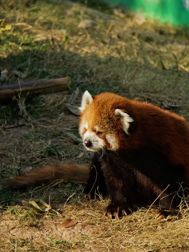 冬季反向目的地特色旅行好去處（附長隆動物園攻略）