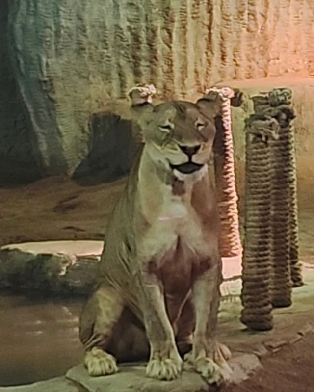 清邁夜間動物園：親子探秘之旅攻略