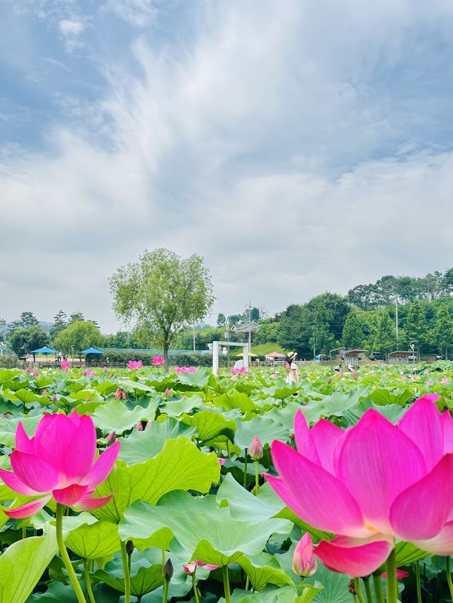 핑크러버들 주목💞,동화 속 공주님이 될 수 있는 연꽃스팟🪷