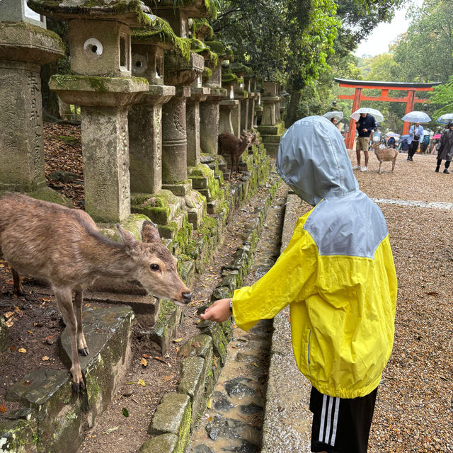 二訪千年古都奈良，下雨天更添肅穆氣氛，但鞋襪全濕透了