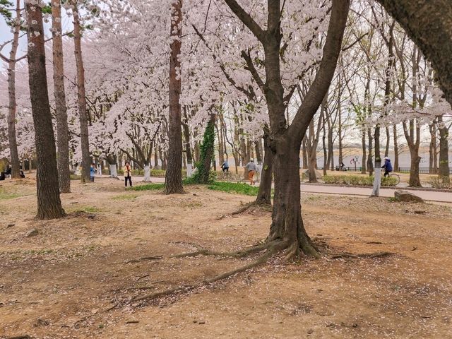 어디에서 찍든 그 곳이 바로 벚꽃 스팟 < 일산 호수공원 >