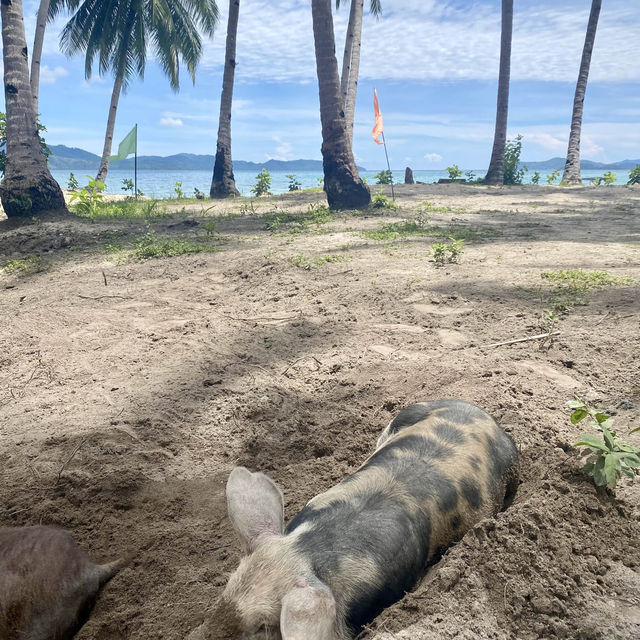 Coconut Beach, pigs roam this Philippines gem 🐖🏖️