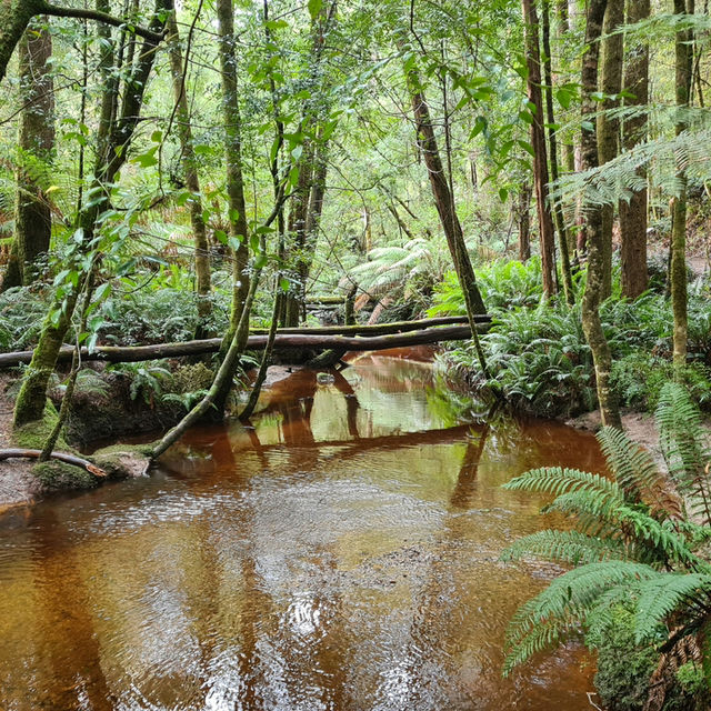 Discover the Untamed Beauty of Tasmania