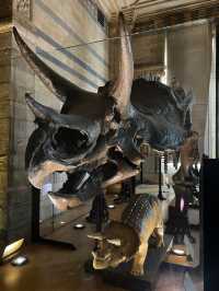 Step Back in Time:Natural History Museum