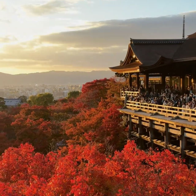 京都紅葉絕美之旅：尋訪秋日天花板景點