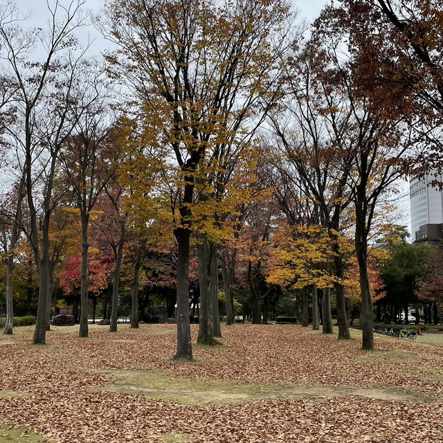 晚秋金澤漫步：兼六園的楓葉盛宴