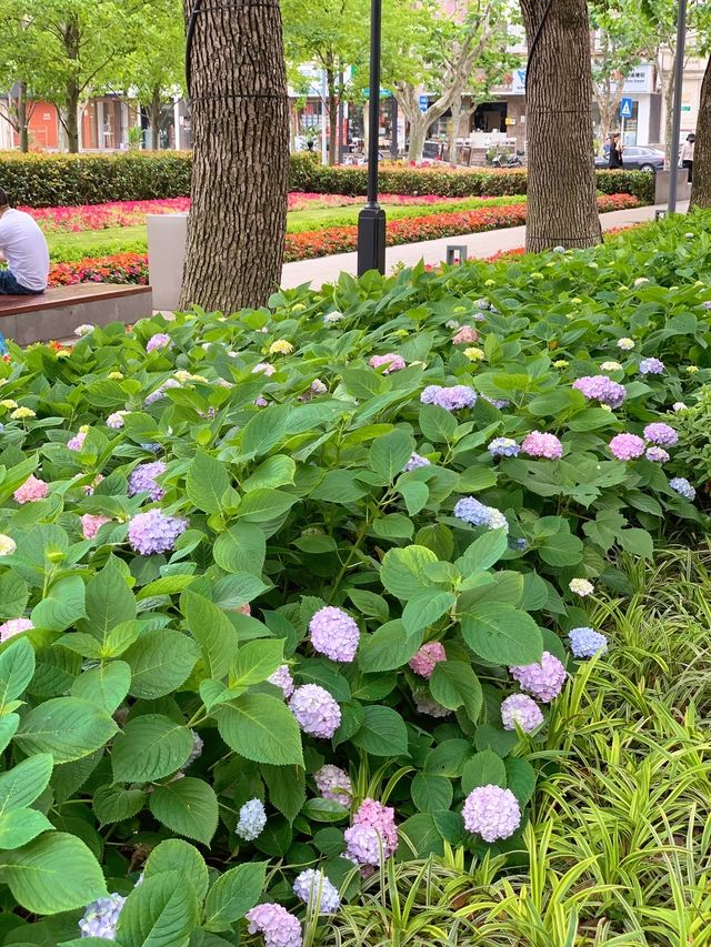 公園新鮮事，靜安雕塑公園繡球花開好了