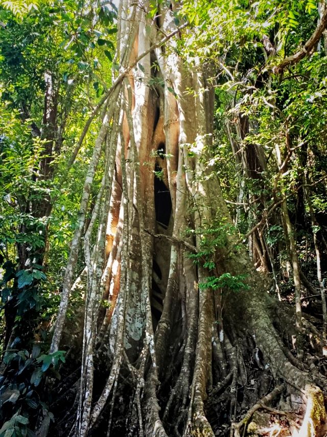 Xishuangbanna Botanic Garden: Real Jungle Garden!