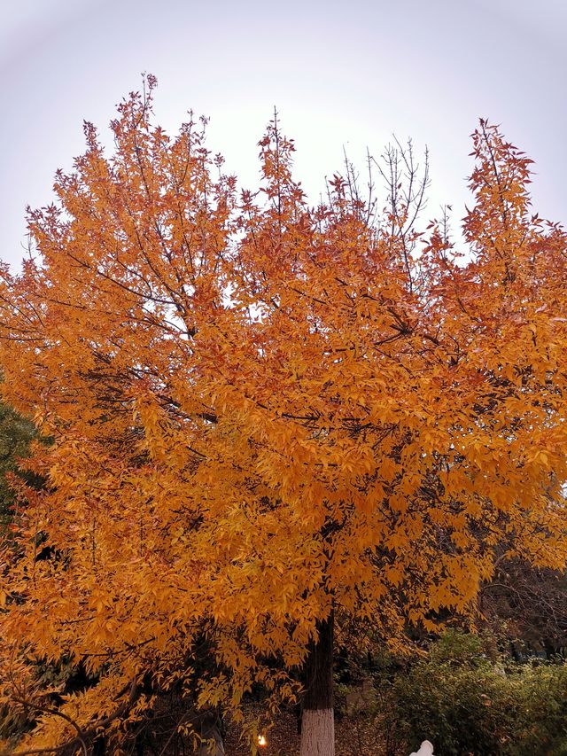 奧林匹克森林公園。