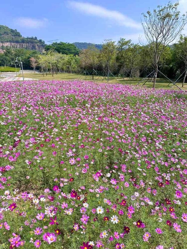 龍崗紅花嶺也有格桑花。