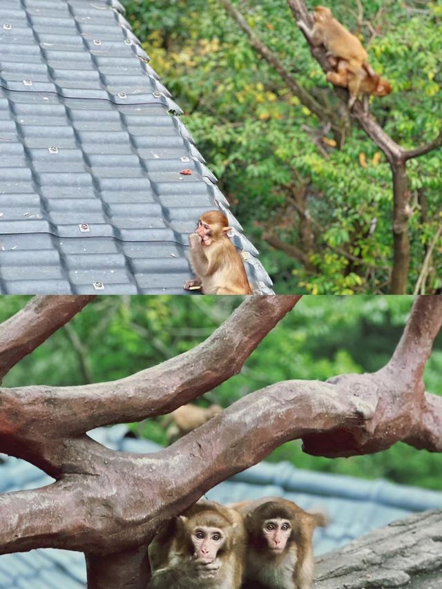 張家界國家森林公園