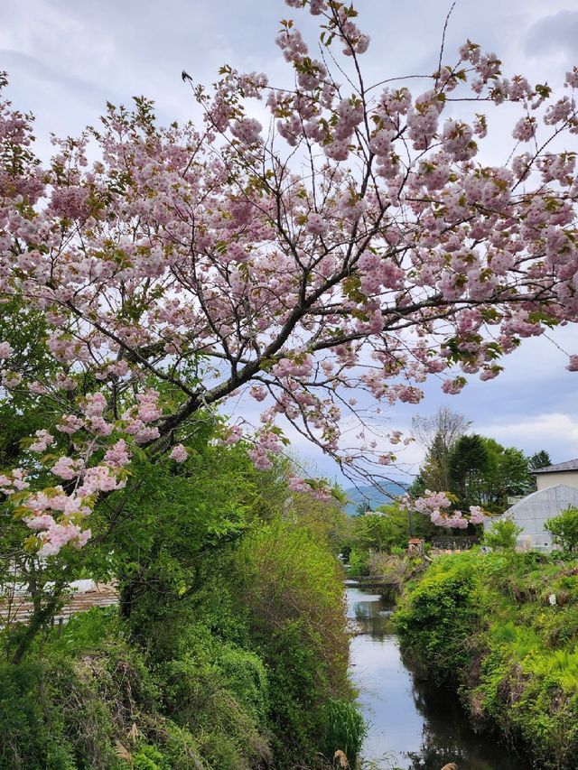 跨年日本行遇見煙花 錯過心也痛