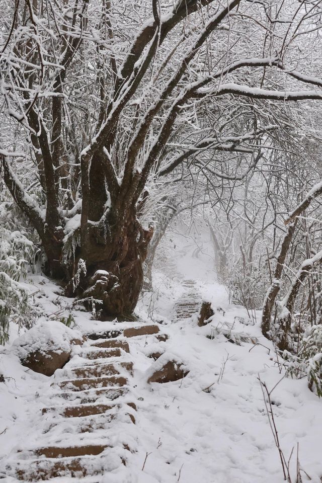 成都出發1.5小時免費觀賞超美霧凇雪景