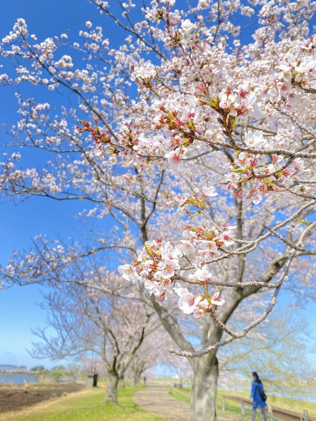 【2024年桜】石川県の木場潟公園