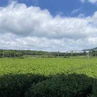 Osulloc green tea museum - Jeju speciality