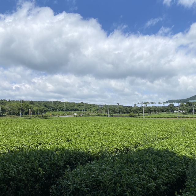 Osulloc green tea museum - Jeju speciality