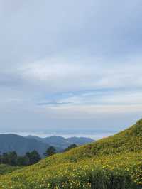 ทุ่งดอกบัวตอง | แม่ฮ่องสอน ⛰️🌼🌿🌳