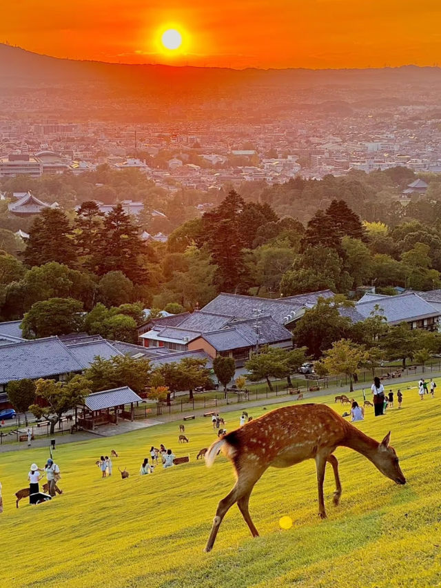 A fantastic visit to the Nara park ❤️