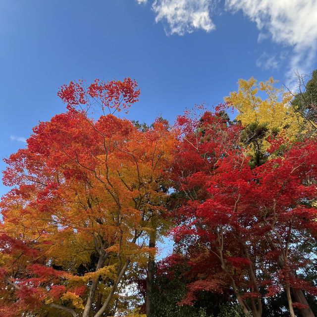 【京都】上賀茂神社