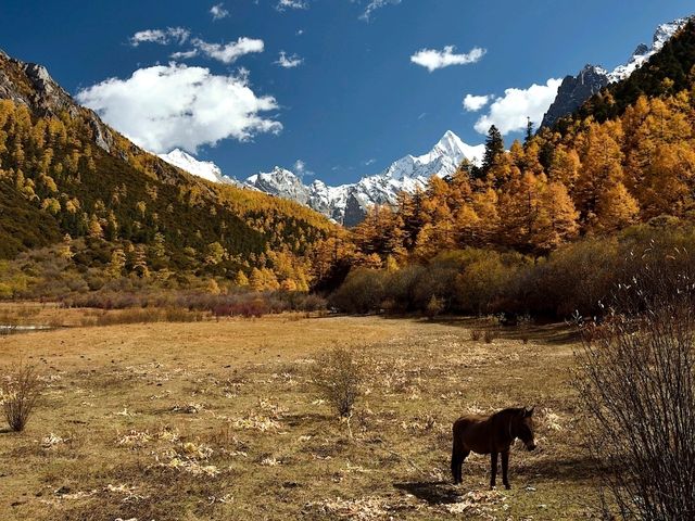 Best Autumn Viewing Experience 3/3 [Beyond Chonggu Grassland, Yading Nature Reserve]