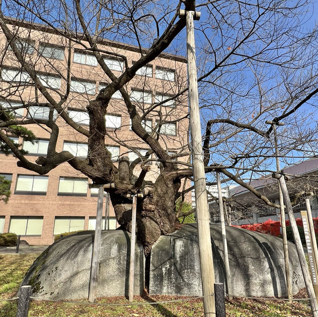 Ishiwari-zakura, Rock-Splitting Cherry Tree