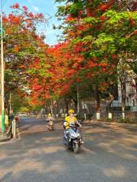 攀枝花｜蘇鐵中路鳳凰花