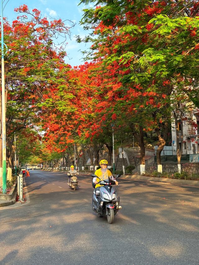 攀枝花｜蘇鐵中路鳳凰花