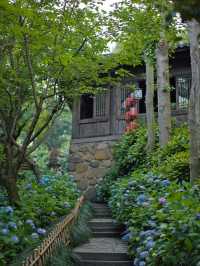 媲美京都清水寺｜杭州初夏的第一抹驚艷來自永福寺的繁花