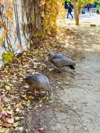 北京動物園