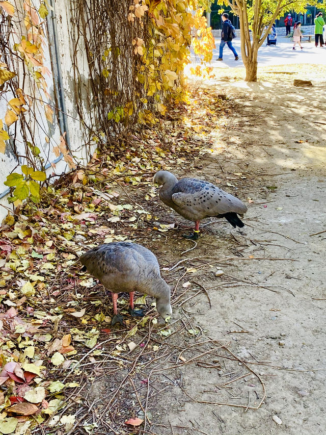 北京動物園