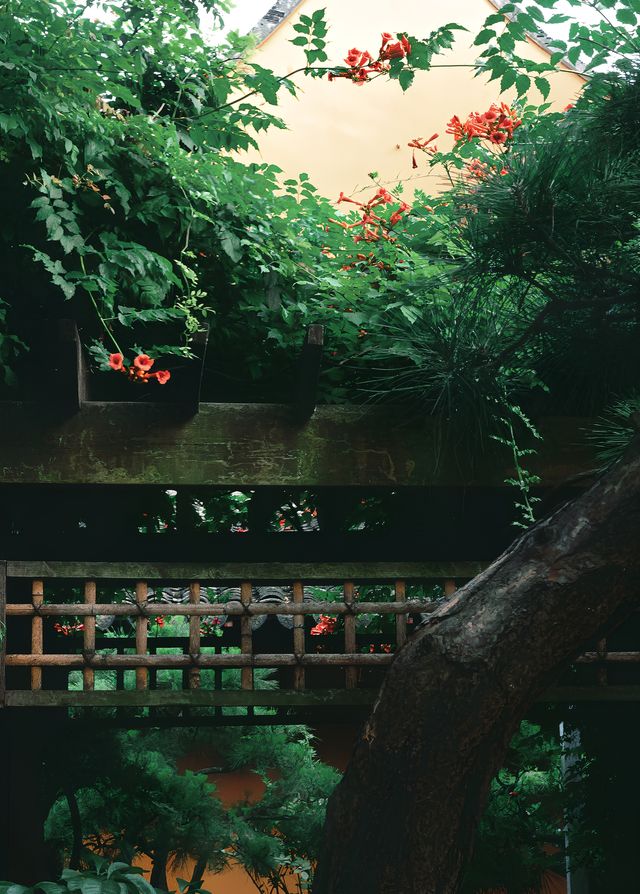 古寺遇上繁花 | 龍華寺的凌霄花開得正好！