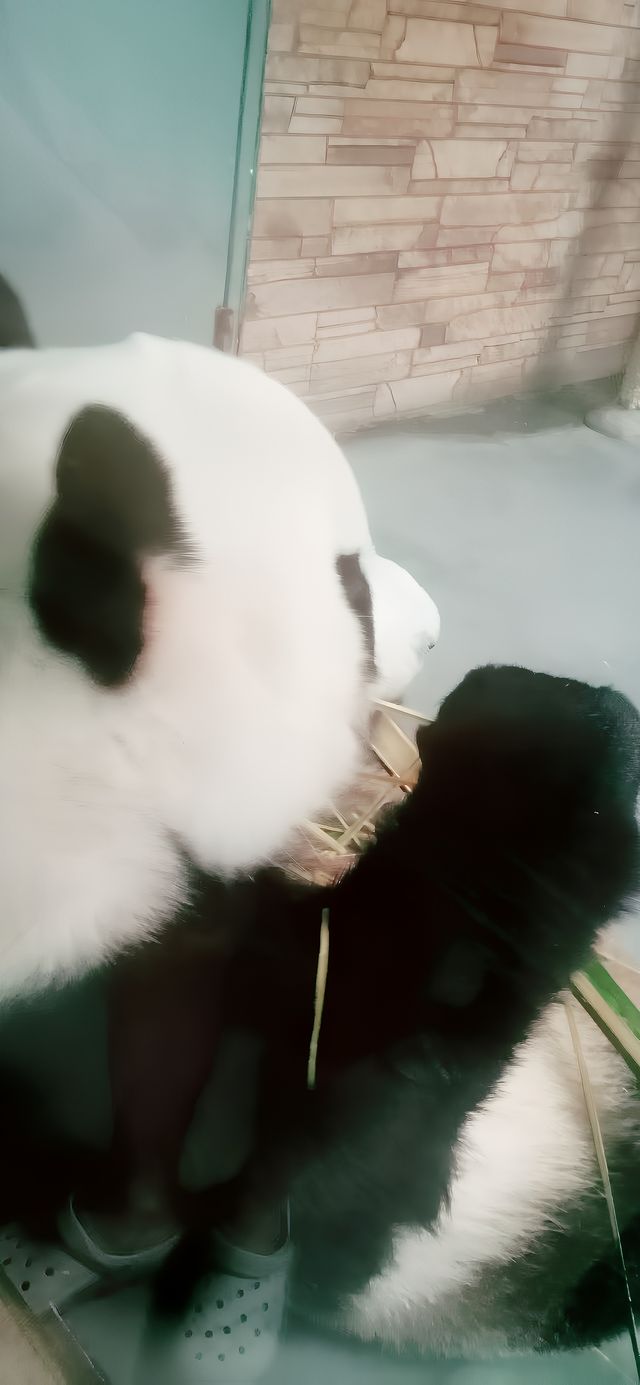 走進香市動物園，開啟一場奇妙的動物王國之旅。