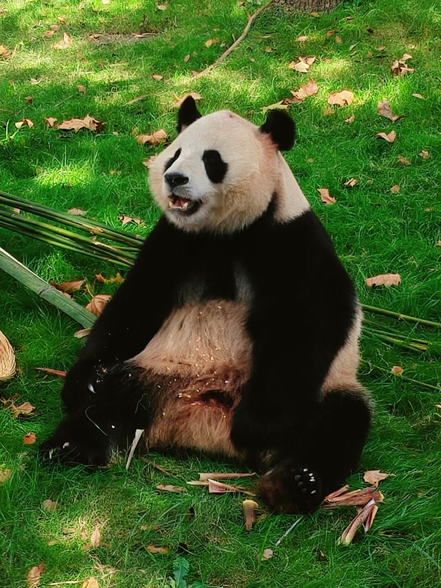 來上海野生動物園吧 這裡的熊貓寶寶超可愛。