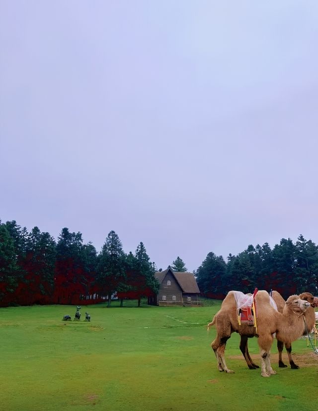 仙女山：塵世之外的綠野仙蹤