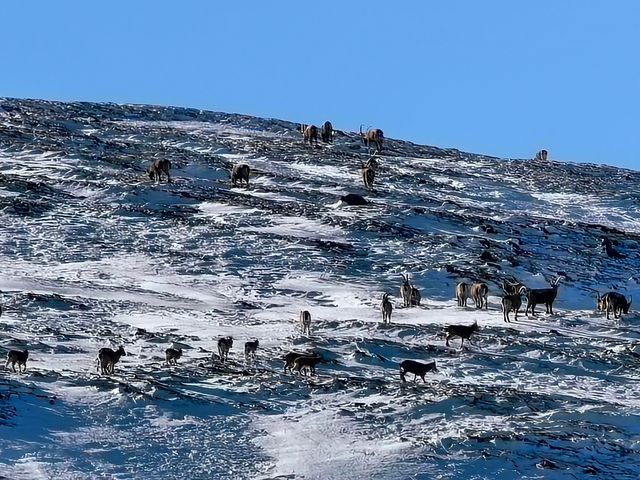 再上一千米海拔俯瞰賽里木湖