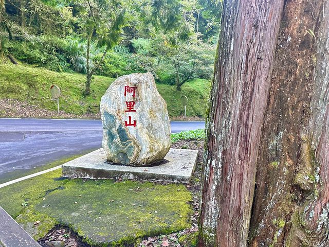 【2023 嘉義旅遊】阿里山森林遊樂區 森林芬多精 千年神木