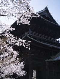 【京都×桜】禅寺の最高格式のお寺で堪能する桜🌸※周辺桜情報付き