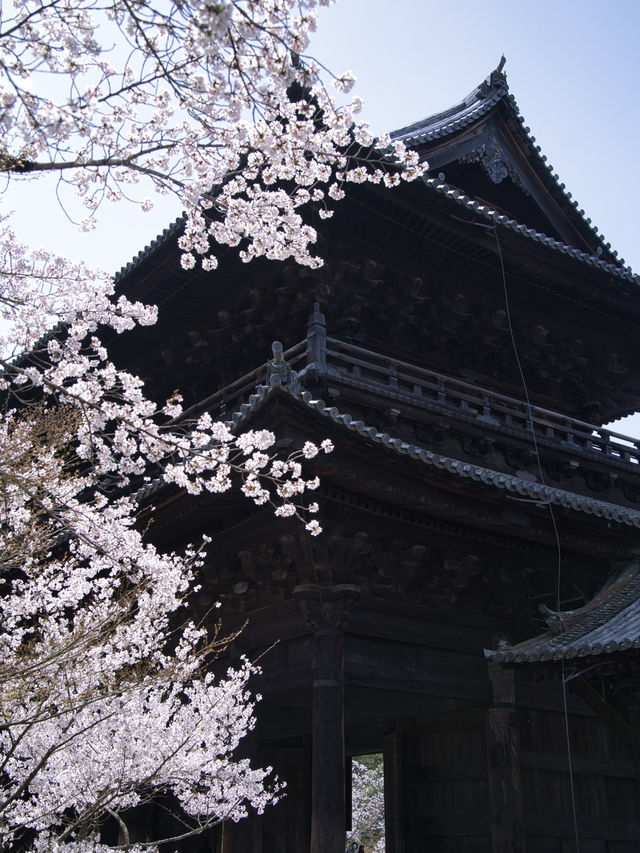 【京都×桜】禅寺の最高格式のお寺で堪能する桜🌸※周辺桜情報付き