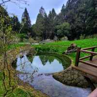 【嘉義】阿里山壯麗日出，神木群步道，親子遊8月好去處2024