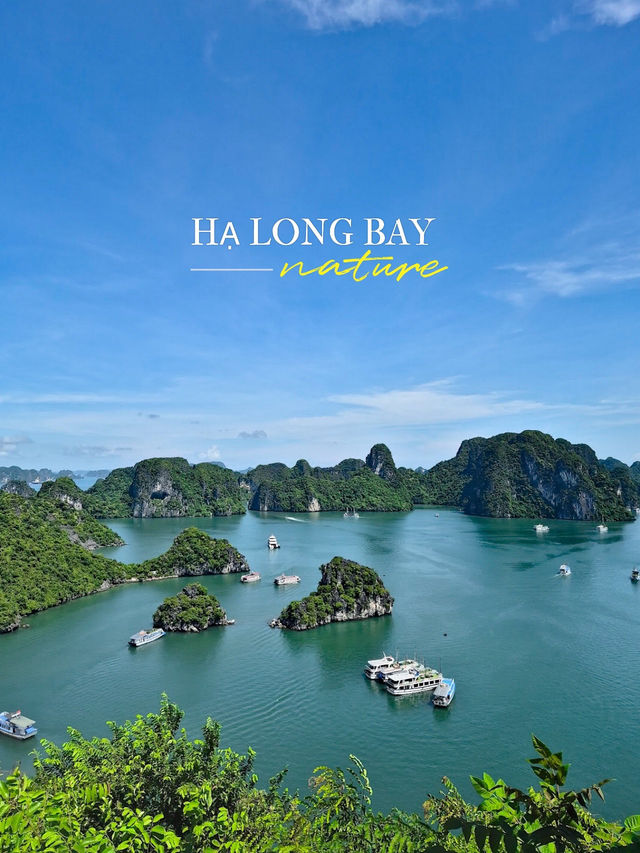 Embracing Nature’s Serenity in Halong Bay