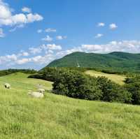 Daegwallyeong Sheep Farm - Swiss vibe