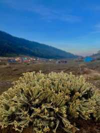 Camping At Surya Kencana Mt Gede ⛺️ 