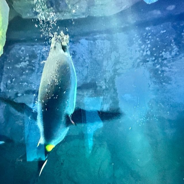 仙台景點｜冬季限定東北企鵝大暴走—仙台海洋森林水族館