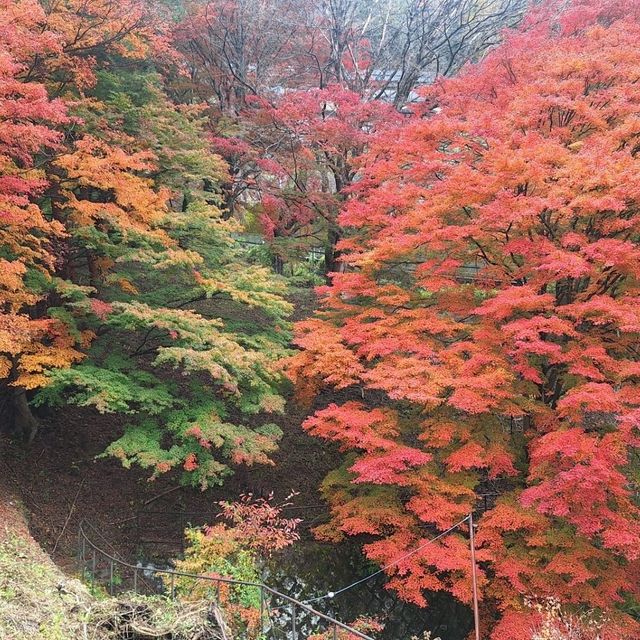 浸泡在露天溫泉，觀賞著遍山紅葉