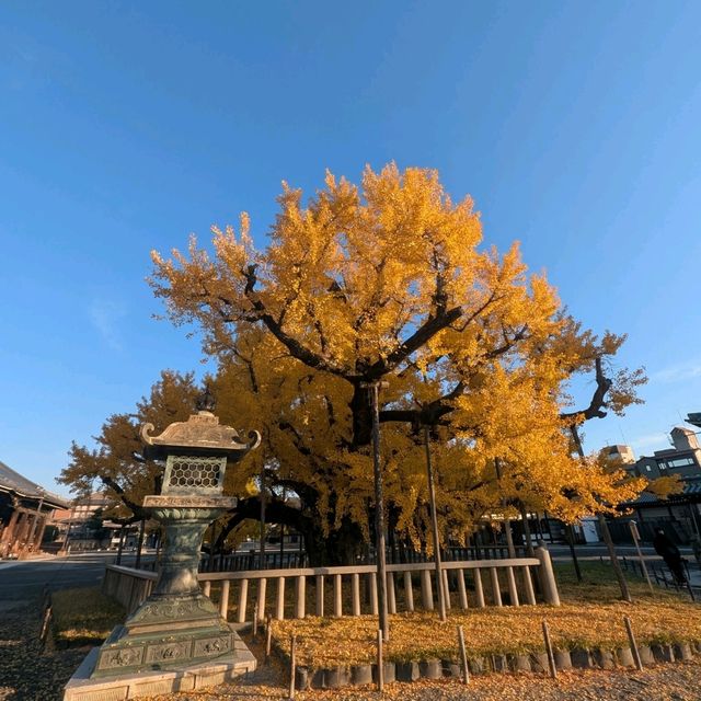 🇯🇵京都「西本願寺 東本願寺」銀杏盛開實況！穿越時空的寧靜之美