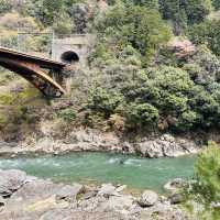 Blossoms on Rails: A Magical Ride on the Sagano Romantic Train!